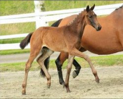 broodmare Look a Lady (Oldenburg, 2015, from Fürsten-Look)