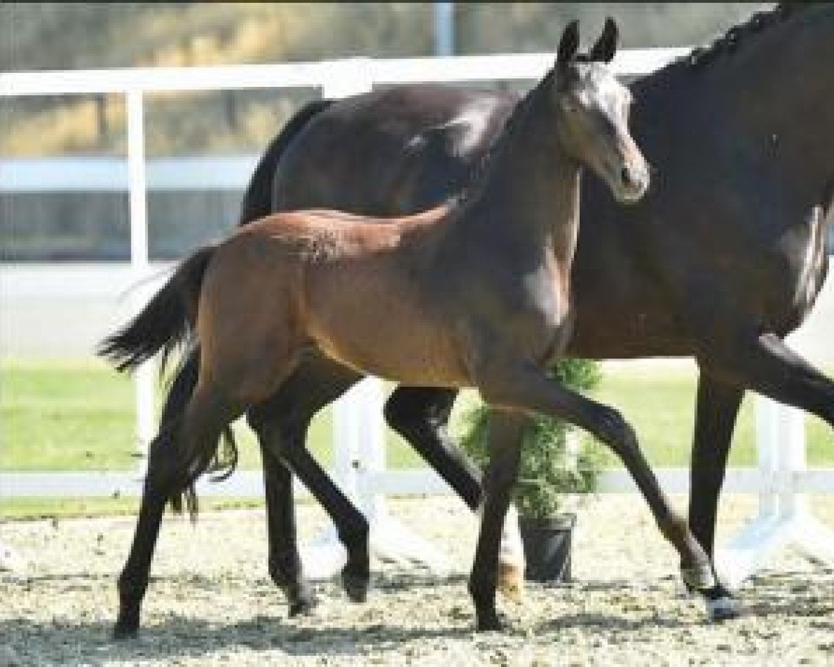 dressage horse Flynn Noir (Oldenburg, 2015, from Finest)