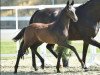 dressage horse Flynn Noir (Oldenburg, 2015, from Finest)