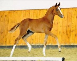 dressage horse Frontman (Oldenburg, 2015, from Farrell)