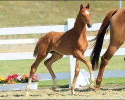 stallion Funkelfürst (Oldenburg, 2015, from Blue Hors Farrell)