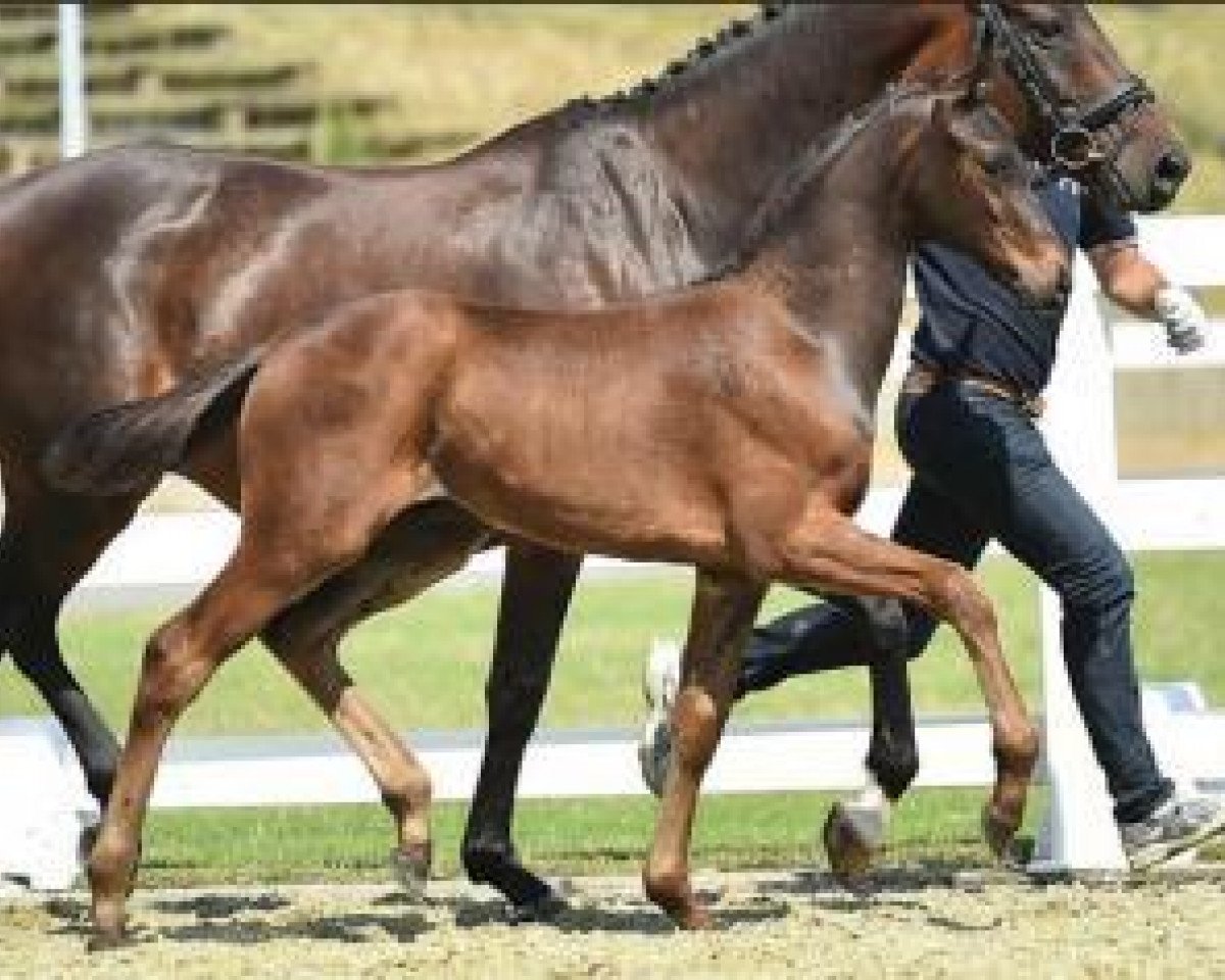 dressage horse F_rstenboy (Oldenburg, 2015, from Fürstenball)