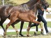 dressage horse F_rstenboy (Oldenburg, 2015, from Fürstenball)