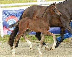 dressage horse A Dream comes True (Oldenburger, 2015, from Apache)