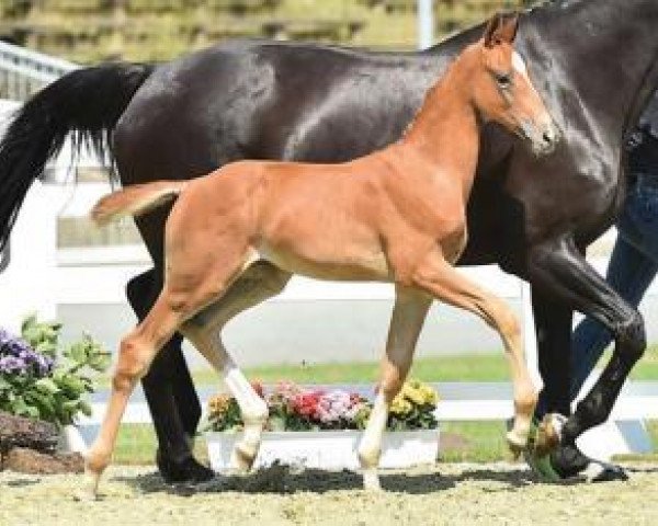 dressage horse Große Linie (Oldenburg, 2015, from De Niro)