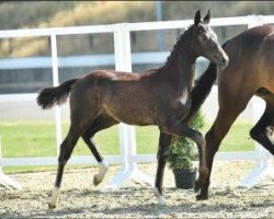 dressage horse Graduell (Oldenburg, 2015, from Grey Flanell)