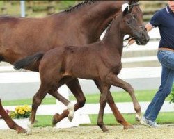 broodmare Kyana (Oldenburg, 2015, from De Niro)