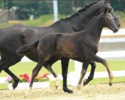 dressage horse Da Vinci (Oldenburg, 2015, from De Niro)