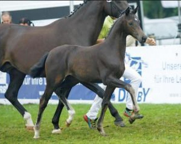 dressage horse Celastic (Oldenburg, 2015, from Grey Flanell)