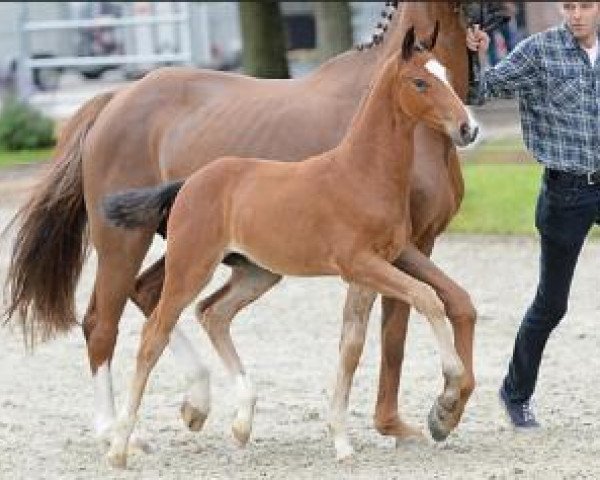 Dressurpferd Grandelion (Oldenburger, 2015, von Grey Flanell)