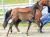 dressage horse Grey Don (Oldenburg, 2015, from Grey Flanell)