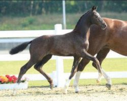 dressage horse Great Bishop (Oldenburg, 2015, from Grey Flanell)