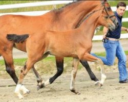 jumper Saltimbocca (Oldenburg show jumper, 2015, from Toulon)