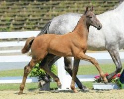 Springpferd Mayweather (Oldenburger Springpferd, 2015, von Mylord Carthago)