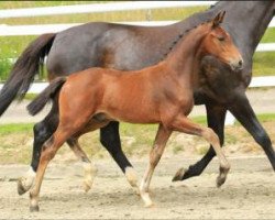 jumper Colorado (Oldenburg show jumper, 2015, from Cola Zero)