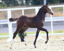 Springpferd Chedington Blue (Oldenburger, 2015, von Balou du Rouet)