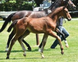 jumper Concorde Cordial (Oldenburg show jumper, 2015, from Cornet Obolensky)