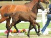 jumper Cornetto 64 (Oldenburg show jumper, 2015, from Cornet Obolensky)