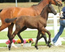 jumper Cornetto 64 (Oldenburg show jumper, 2015, from Cornet Obolensky)