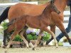 jumper Quid Primaire - H (Oldenburg show jumper, 2015, from Quidam de Revel)