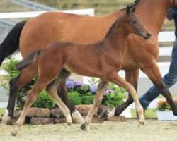 jumper Quid Primaire - H (Oldenburg show jumper, 2015, from Quidam de Revel)