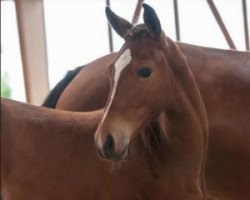 jumper For Pleasure Jr (Oldenburg show jumper, 2015, from For Pleasure)