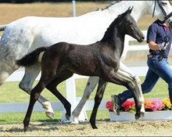 dressage horse Babylon Berlin (Oldenburg, 2015, from Bordeaux 28)