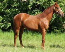 Pferd RH Ruffers Emysolano (Quarter Horse, 2012, von Peppys Ruffer)