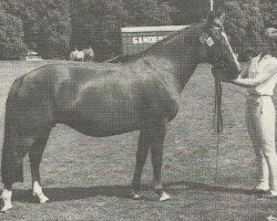 horse Twinkle of Beechwood (New Forest Pony, 1965, from Duikers Prodigal Son)