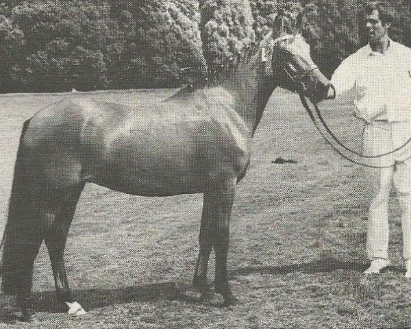 broodmare Westerbroek Shiba (New Forest Pony, 1967, from Oosterbroek Arthur)