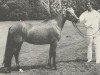 Zuchtstute Westerbroek Shiba (New-Forest-Pony, 1967, von Oosterbroek Arthur)