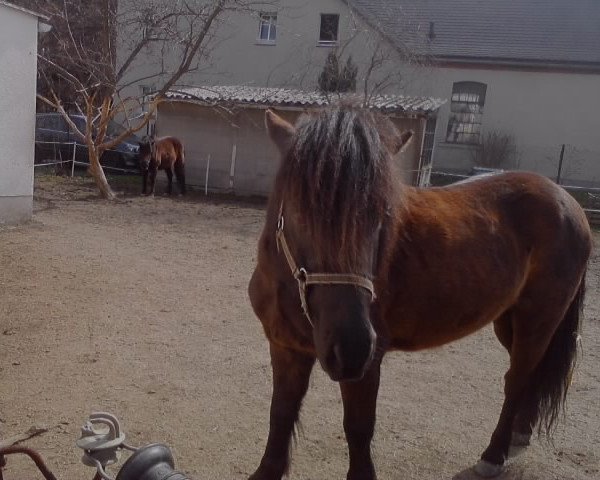 Dressurpferd Simon (Dt.Part-bred Shetland Pony, 2001)