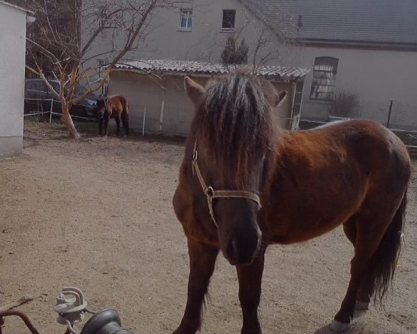 dressage horse Simon (Dt.Part-bred Shetland pony, 2001)