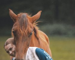 dressage horse So Perfect (Hanoverian, 2020, from So Unique)