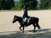 dressage horse Mickie (Shetland Pony, 1998)