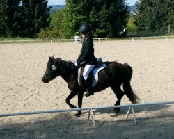 dressage horse Mickie (Shetland Pony, 1998)