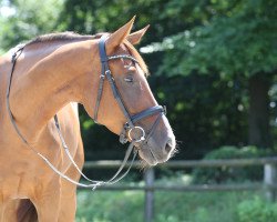 dressage horse Everybody's Darling ST (Oldenburg, 2008, from Kaiser Karl)