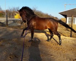 dressage horse Escada JK (Hanoverian, 2008, from Embassy I)