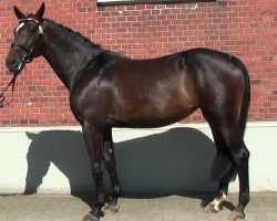 broodmare Divarada T (Holsteiner, 2011, from Diarado)