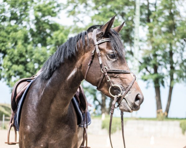 jumper Milka (German Riding Pony, 2011, from Galileo)