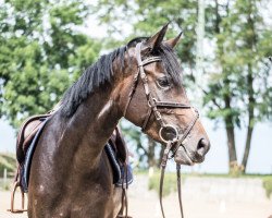 Springpferd Milka (Deutsches Reitpony, 2011, von Galileo)