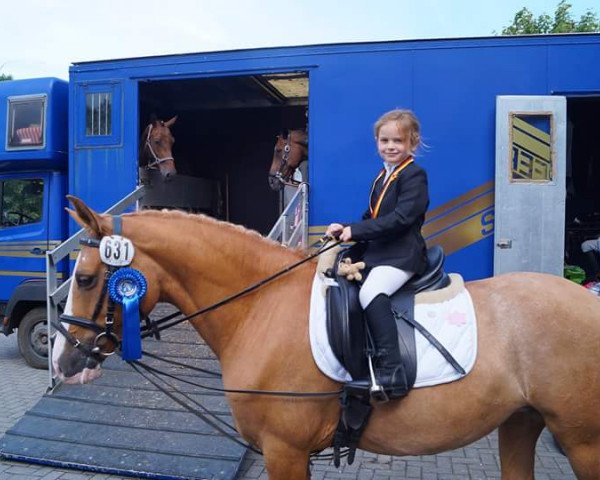 broodmare Sulaika 74 (German Riding Pony, 2000, from Bolero)