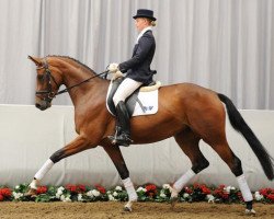 broodmare Sunshine-Show (Rhinelander, 2008, from Show Star)