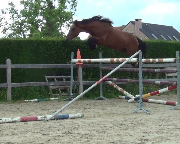 Springpferd MIRKO VAN DE OUDE HEIHOEF (Belgisches Warmblut, 2012, von Elvis Ter Putte)