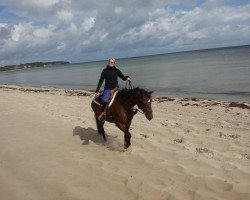 dressage horse Anna Lena M. (German Sport Horse, 2007, from Quaterback)