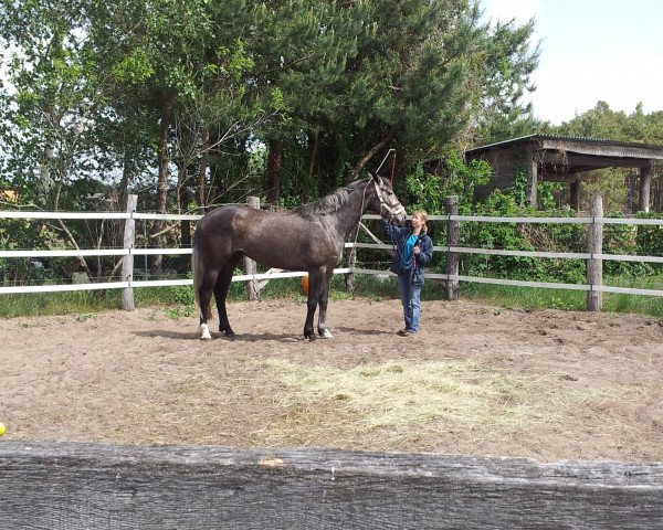 Zuchtstute Chupa Lou (Oldenburger Springpferd, 2008, von Clinton H)