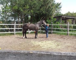 broodmare Chupa Lou (Oldenburg show jumper, 2008, from Clinton H)