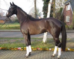 jumper Four Leaf Clover (Hanoverian, 2010, from For Edition)