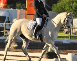 dressage horse Ramico 2 (Hanoverian, 1997, from Ramiro's Bube)