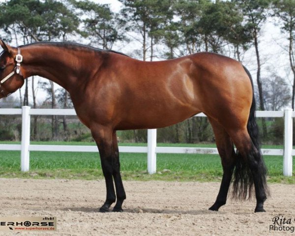 Pferd Jacs Golden Elektra (Quarter Horse, 2009, von Jac O Rima)